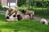 Pups 2016